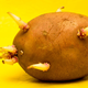 Illustration for article titled Is it okay to cook with sprouted potatoes?